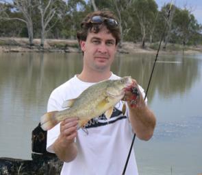An average yellowbelly caught in the Wimmera River at Horsham.